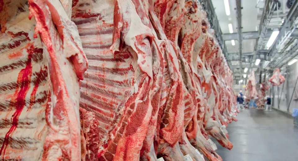 Governo promete reverter veto da UE a carnes e animais brasileiros