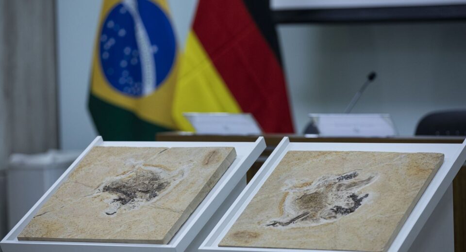 Brasil quer recuperar dinossauros e patrimônios que estão em 14 países