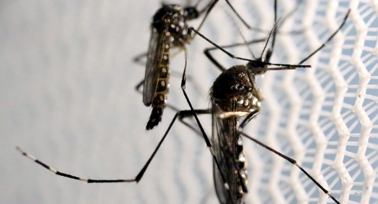 Estado de SP confirma mais duas mortes por febre amarela