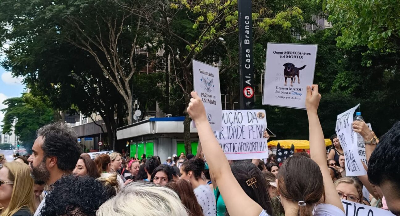 Cão Orelha: Justiça arquiva caso a pedido do Ministério Público