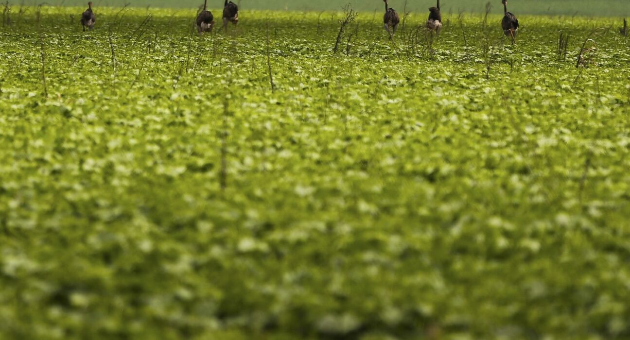 CMN passa a exigir fotos com localização comprovada em seguro rural