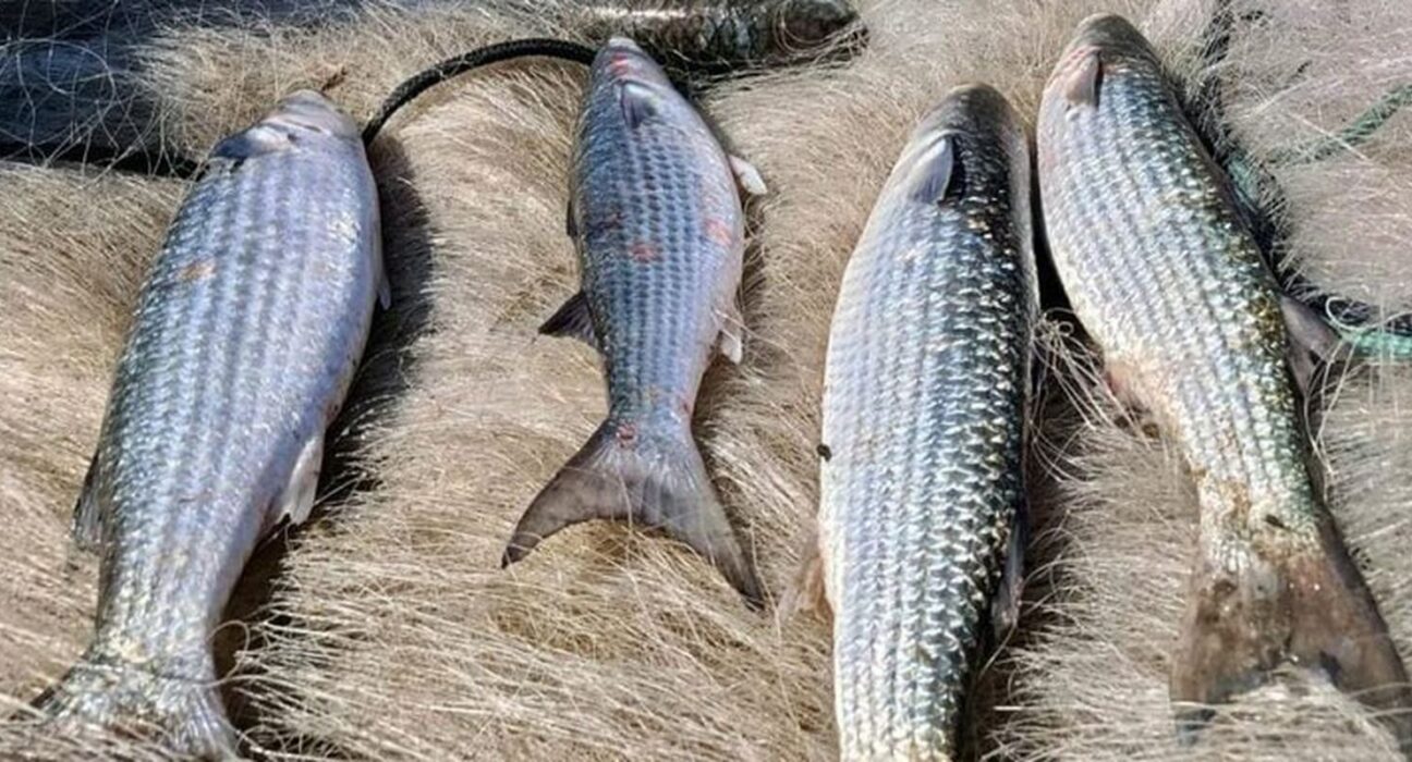 Pesca de tainha na modalidade arrasto de praia está suspensa