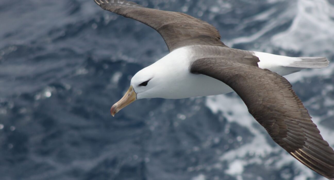 Reduzir morte de albatrozes implica mudanças na pesca em alto-mar