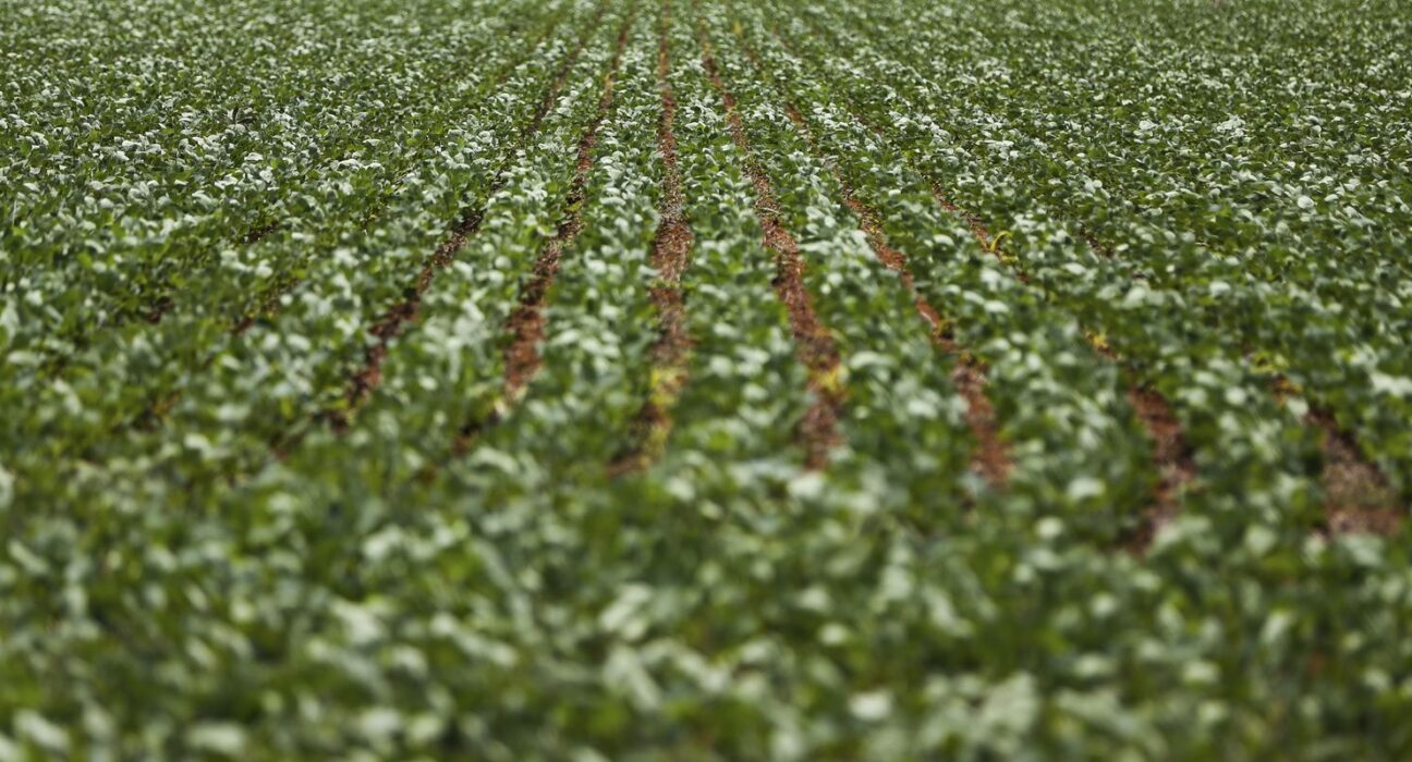 Entenda impasse entre bancada do agro e governo sobre dívidas rurais