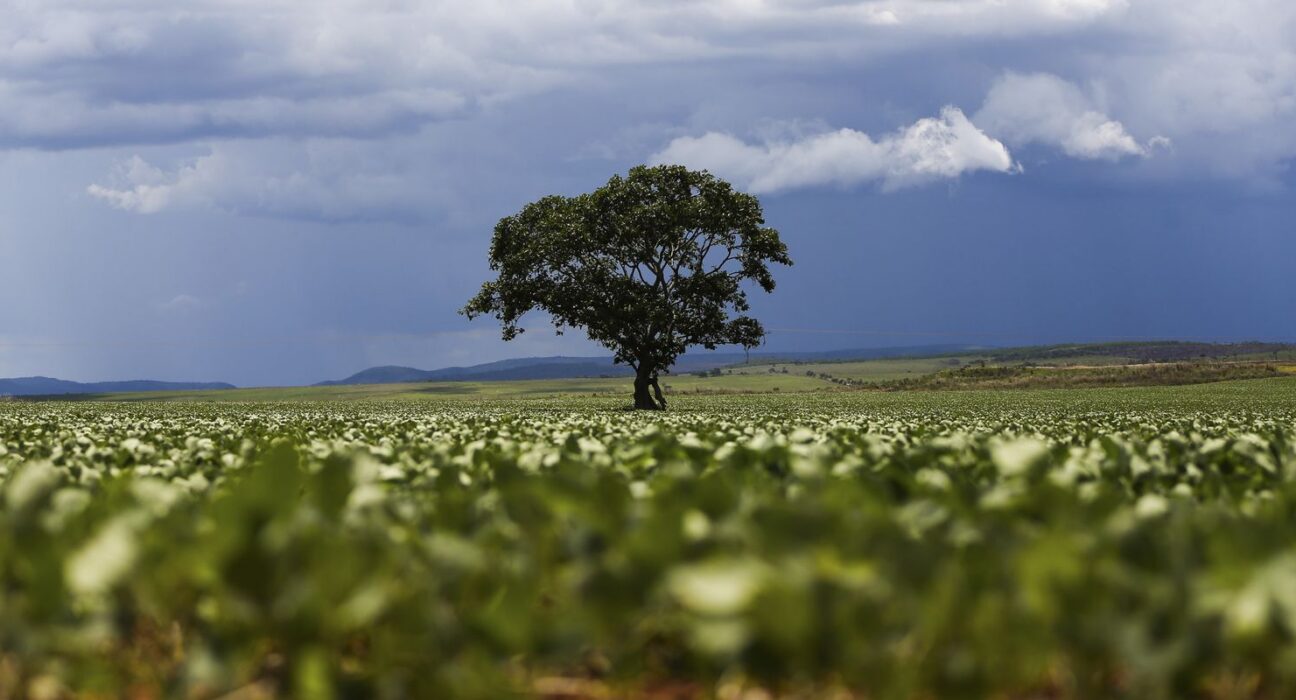 Crédito rural financiou R$ 92,4 bi em áreas com alertas ambientais