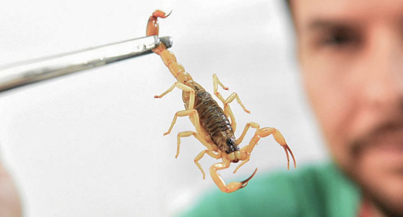 Crianças são mais vulneráveis a envenenamento por picada de escorpião