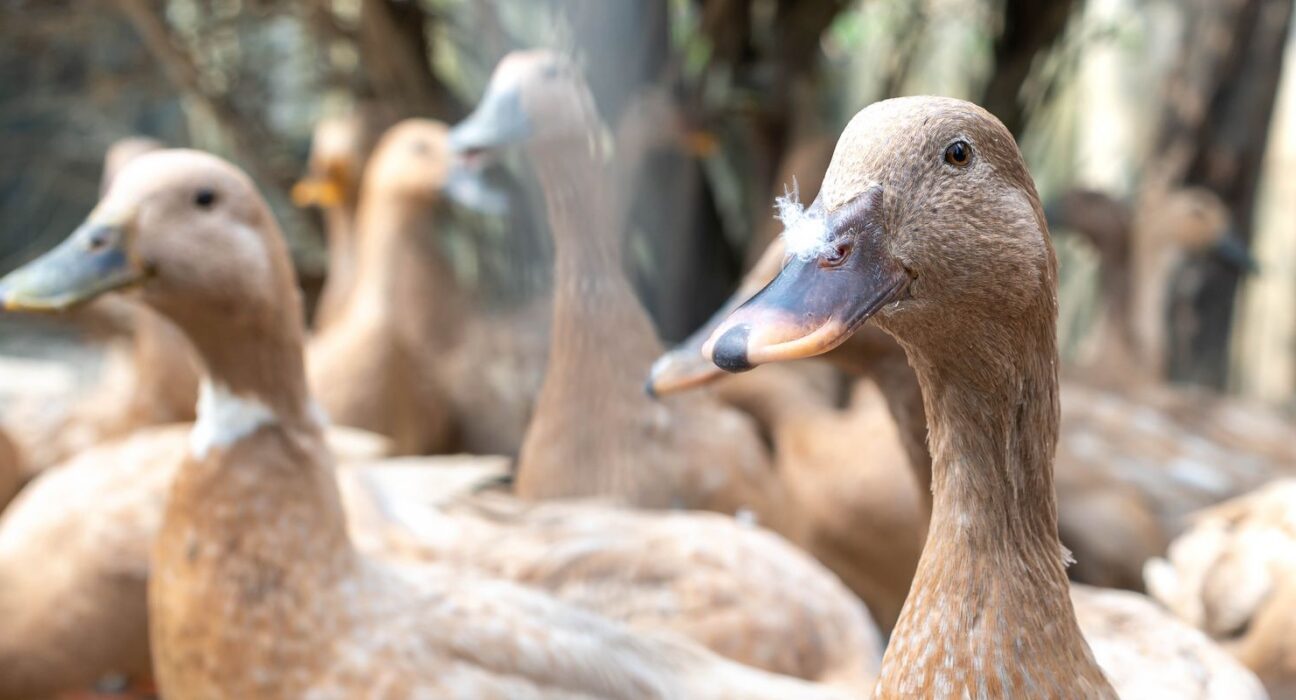Entidades defendem projeto que proíbe alimentação forçada de animais