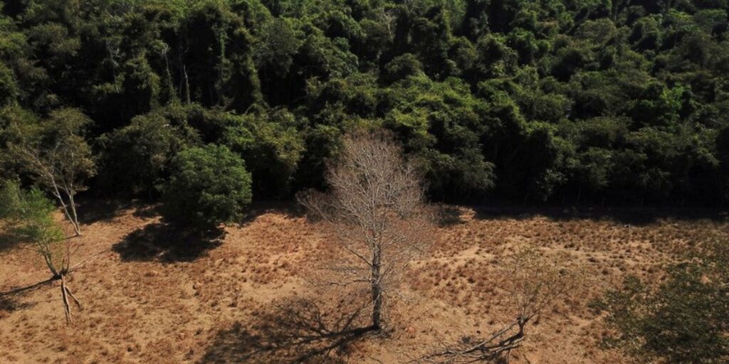 Depois da COP17, Brasil é cobrado a efetivar metas de restauração