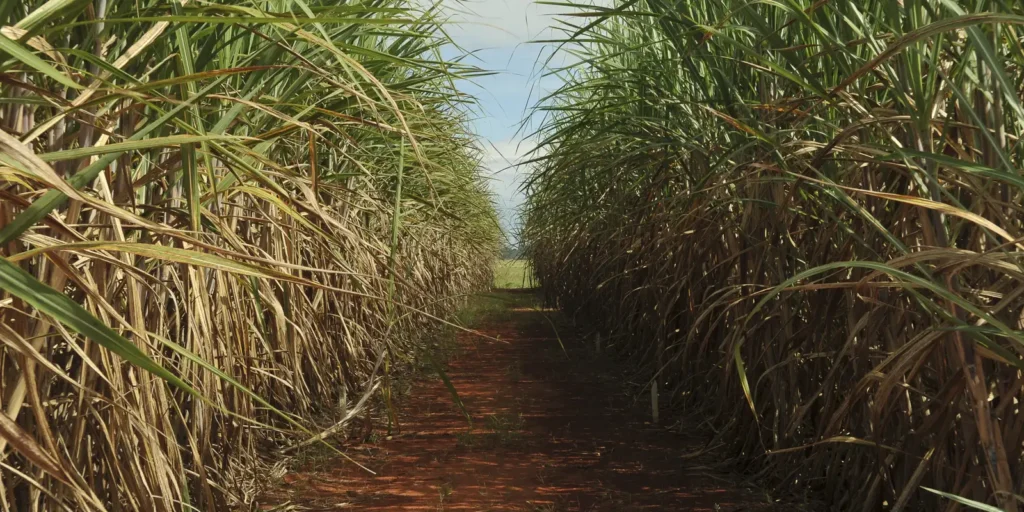 Conselho eleva limite de remuneração do Eco Invest Brasil
