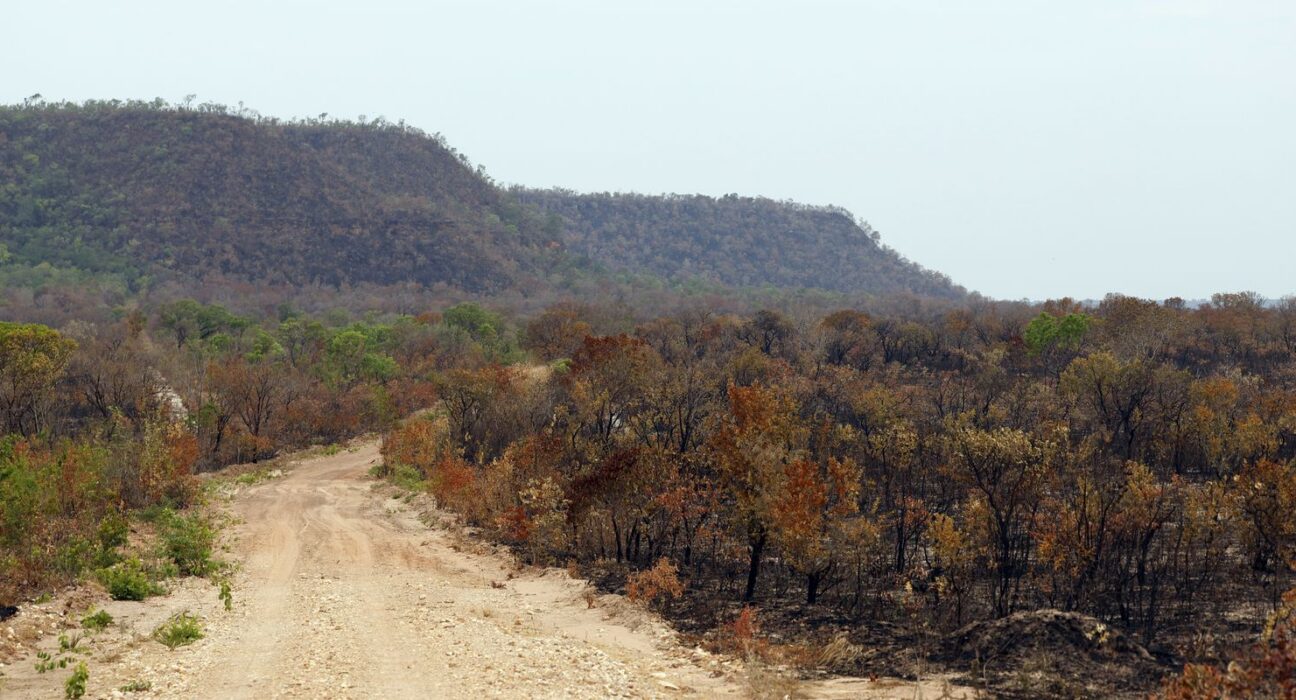 Mapbiomas: menor vegetação nativa expõe mais o país ao El Niño