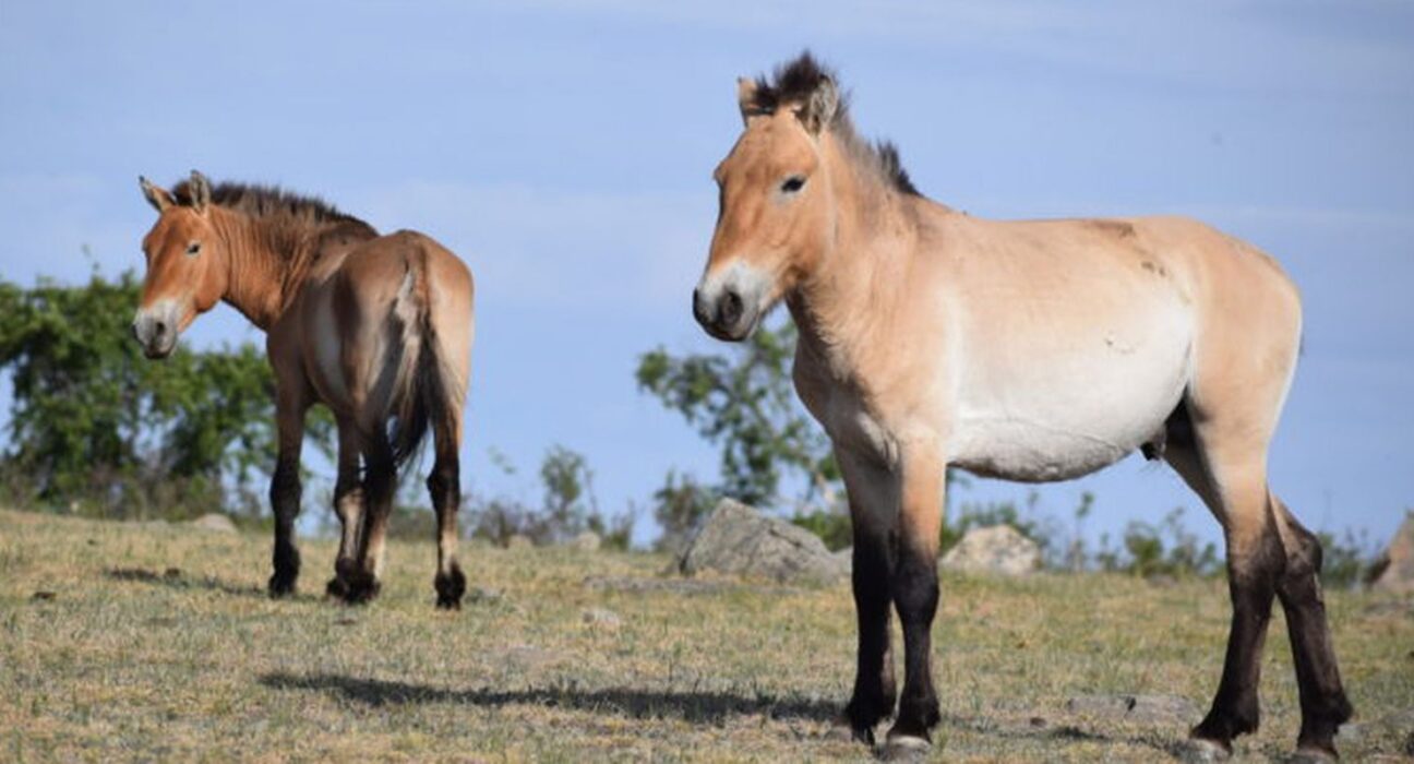 Takhi, o cavalo selvagem que virou símbolo de restauração na Mongólia