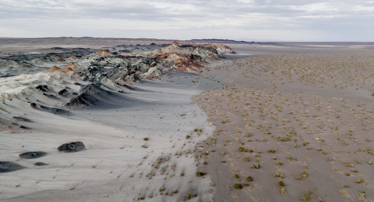 Fungos podem restaurar terras degradadas e combater crise climática