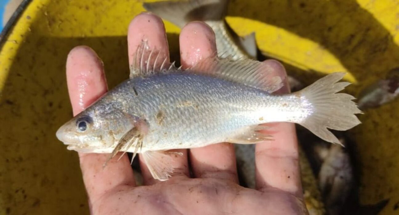 Cientistas identificam taxa recorde de deformações em peixes do ES