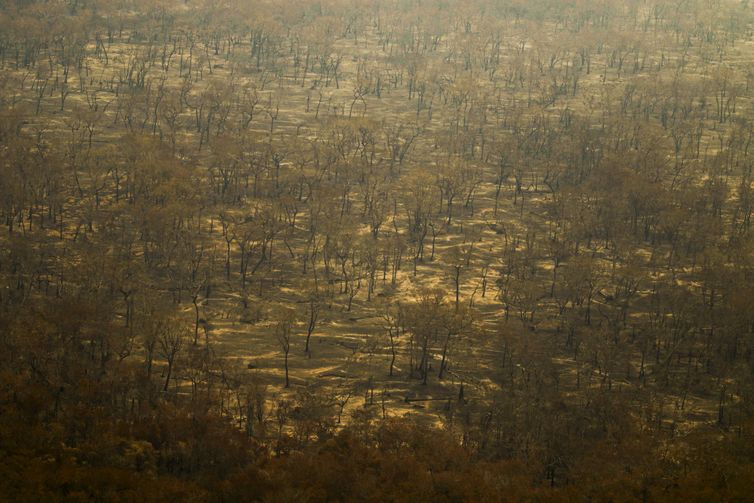 Porto Jofre (MT) 17/11/2023 – Detalhe de arvores queimadas durante incêndio florestal que atige o Pantanal.
Foto: Joédson Alves/Agência Brasil