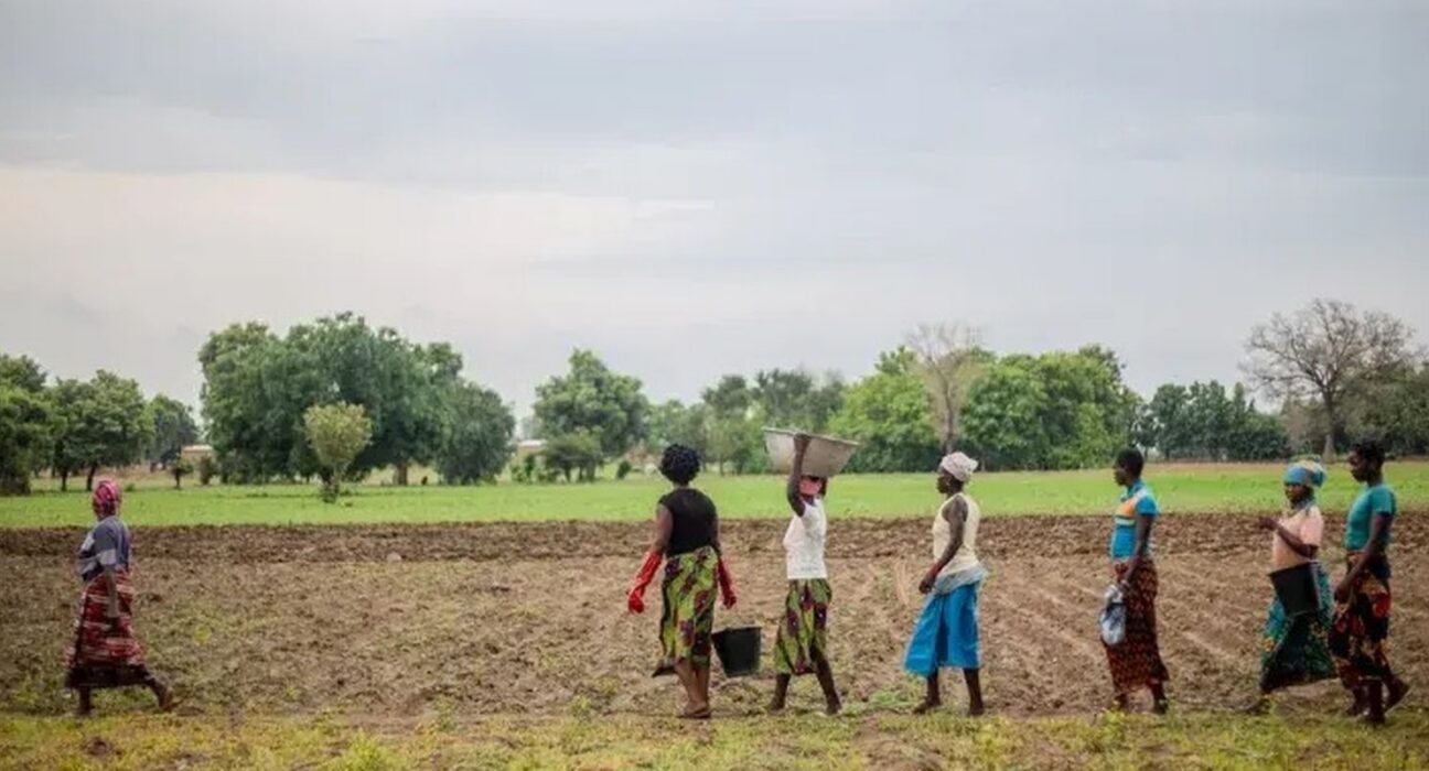 Grande Muralha Verde restaura 1,66 milhão de hectares na África