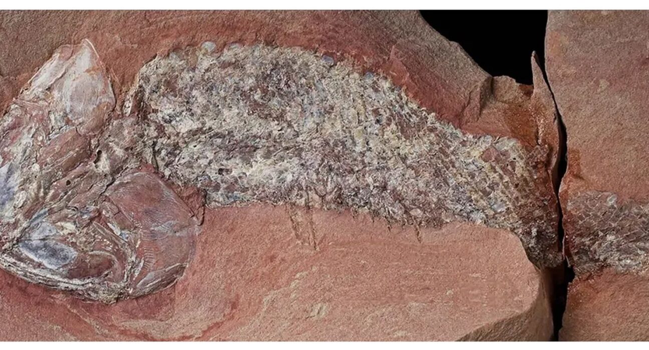 Estudo mostra fóssil de peixe pré-histórico encontrado em Mato Grosso