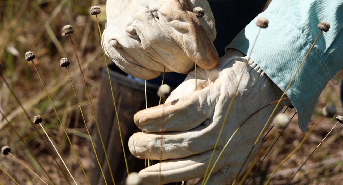 Pesquisadores encontram plantas consideradas extintas há 30 anos