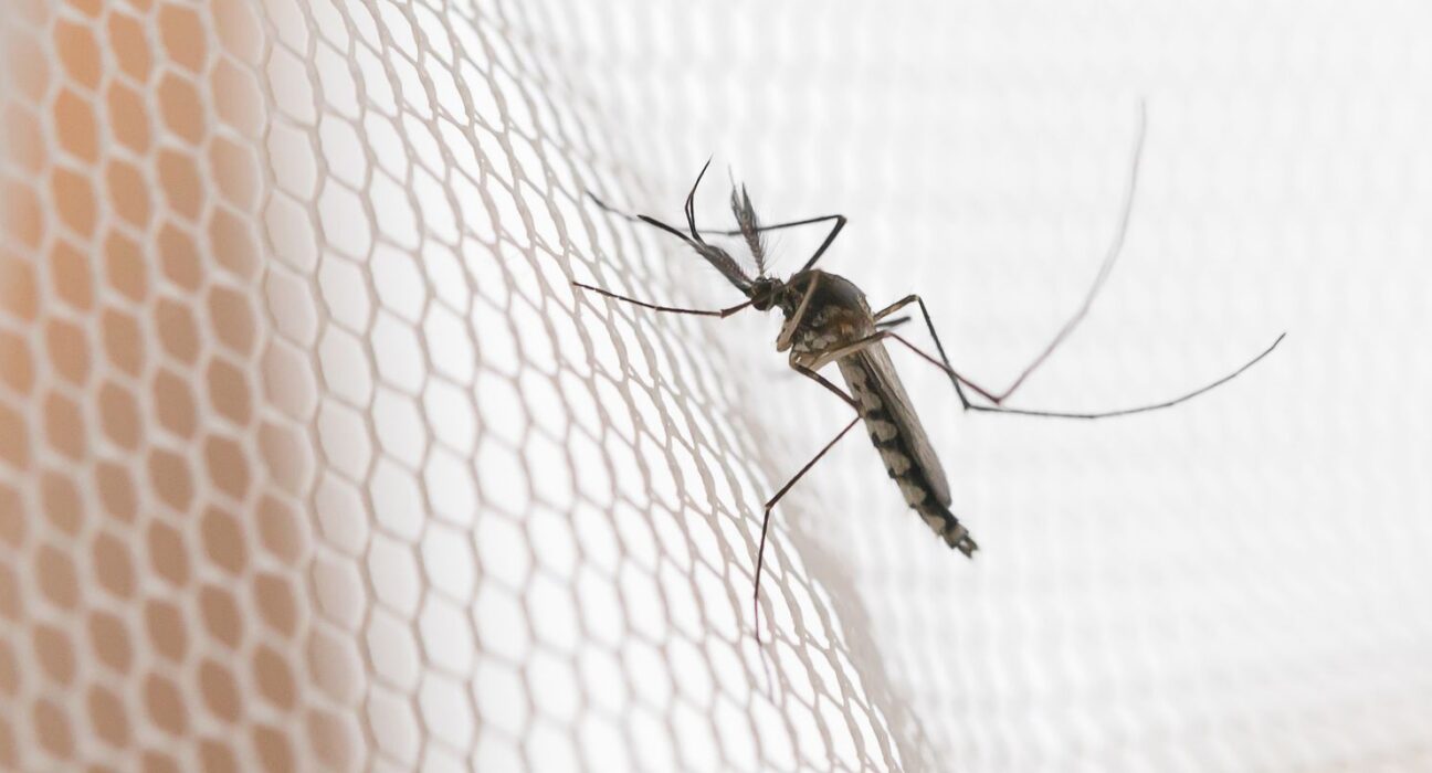 Cidades do noroeste de SP têm maior incidência de casos de dengue