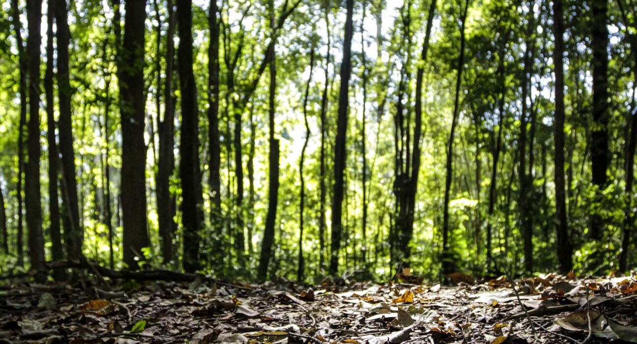 Produção florestal no país alcança recorde de R$ 47,9 bilhões em 2025