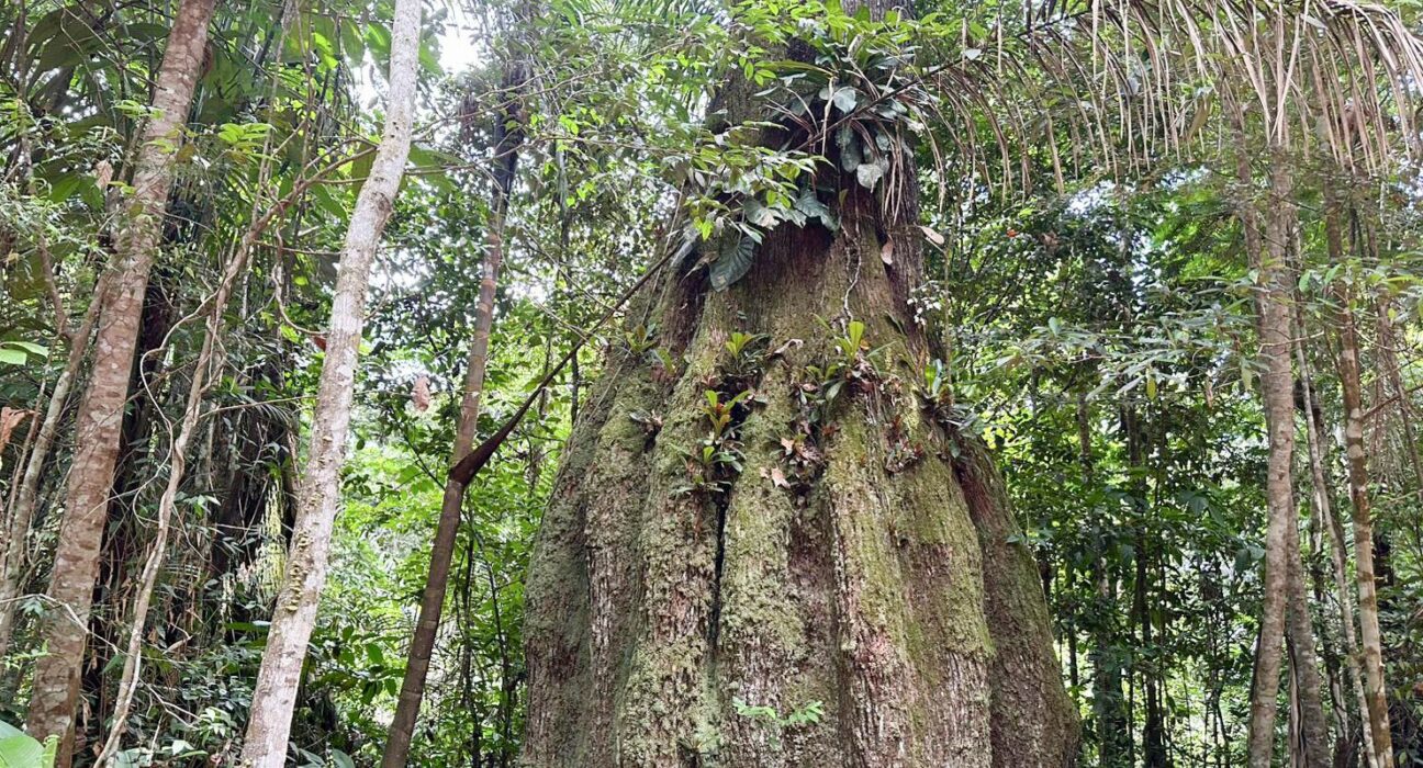Amazonas ganha quatro reservas de desenvolvimento sustentável