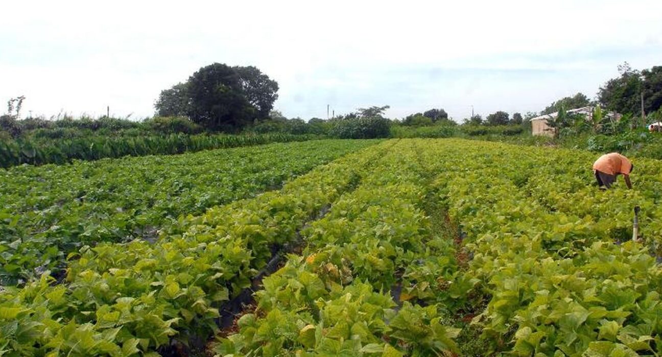 Segurança alimentar e povos indígenas têm R$ 64,3 milhões em crédito