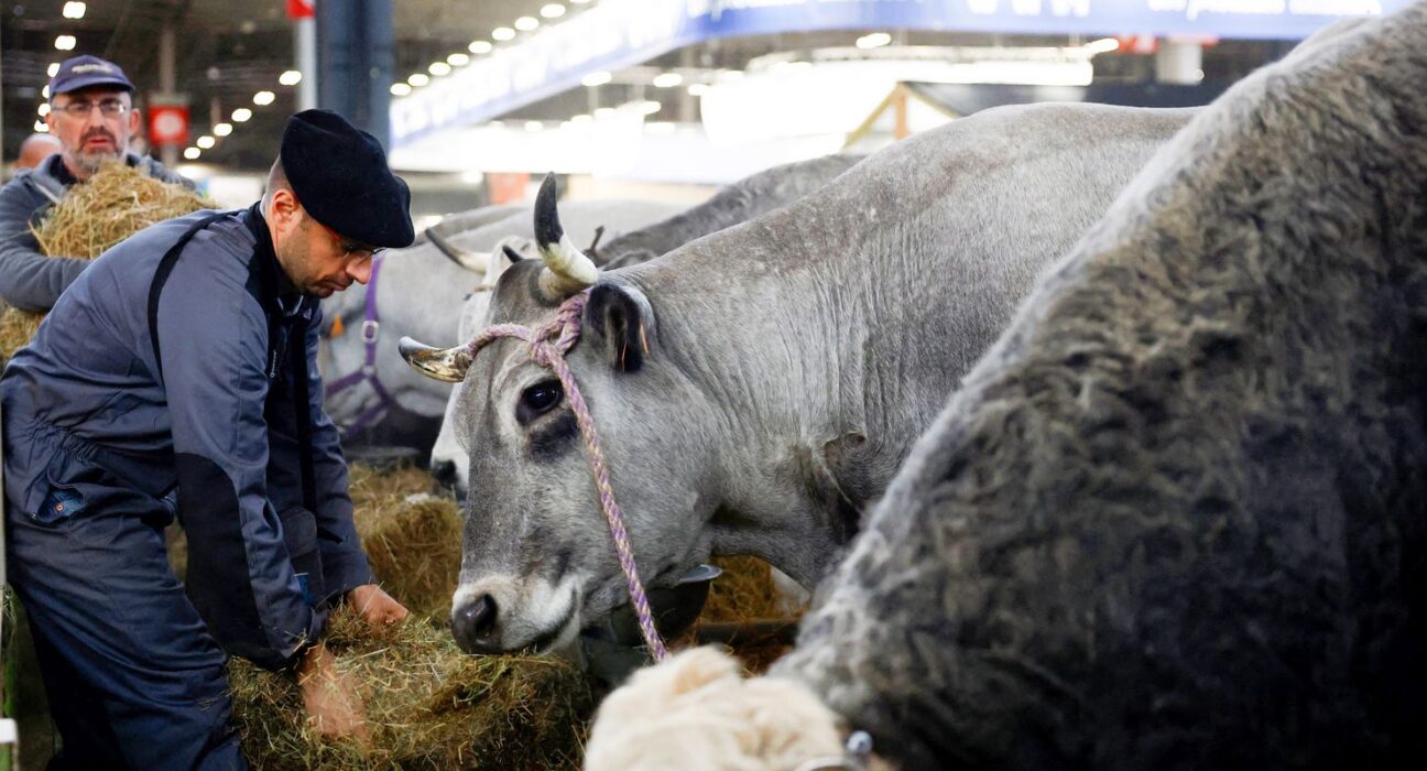 França registra 1º caso humano do vírus Shamonda que afeta animais