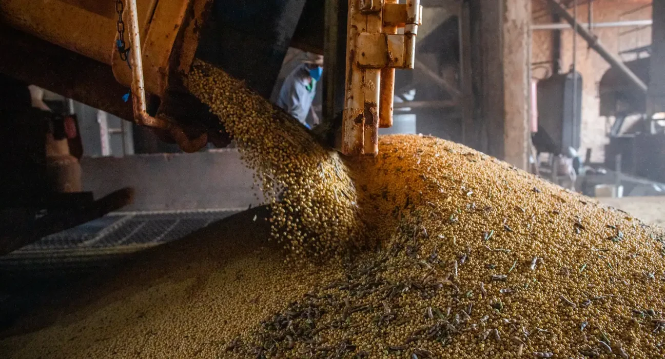 Produção brasileira de grãos deve aumentar apesar do El Niño