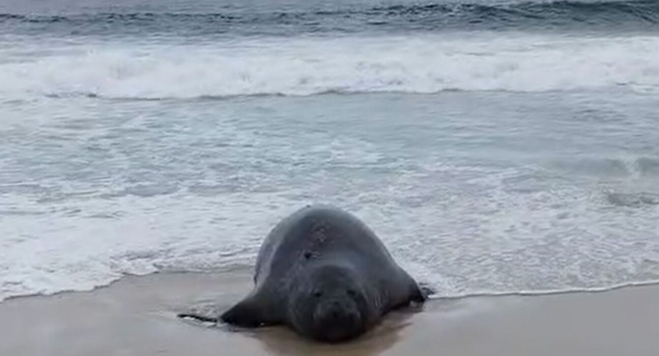 Elefante-marinho atrai atenção de banhistas em praia do Rio