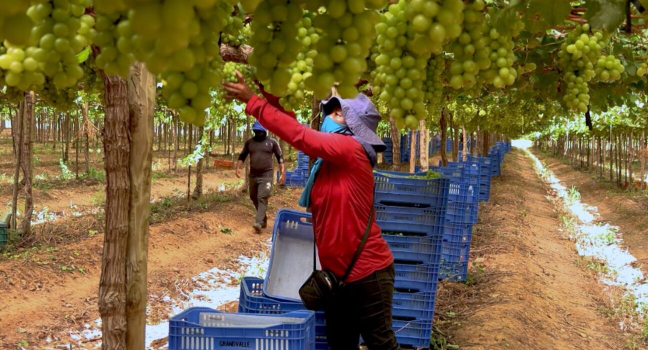 Exploração de trabalhadores rurais sustenta fruticultura bilionária
